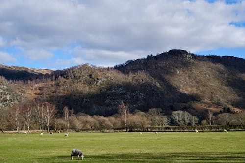 Photos gratuites de bétail, collines, pâturage