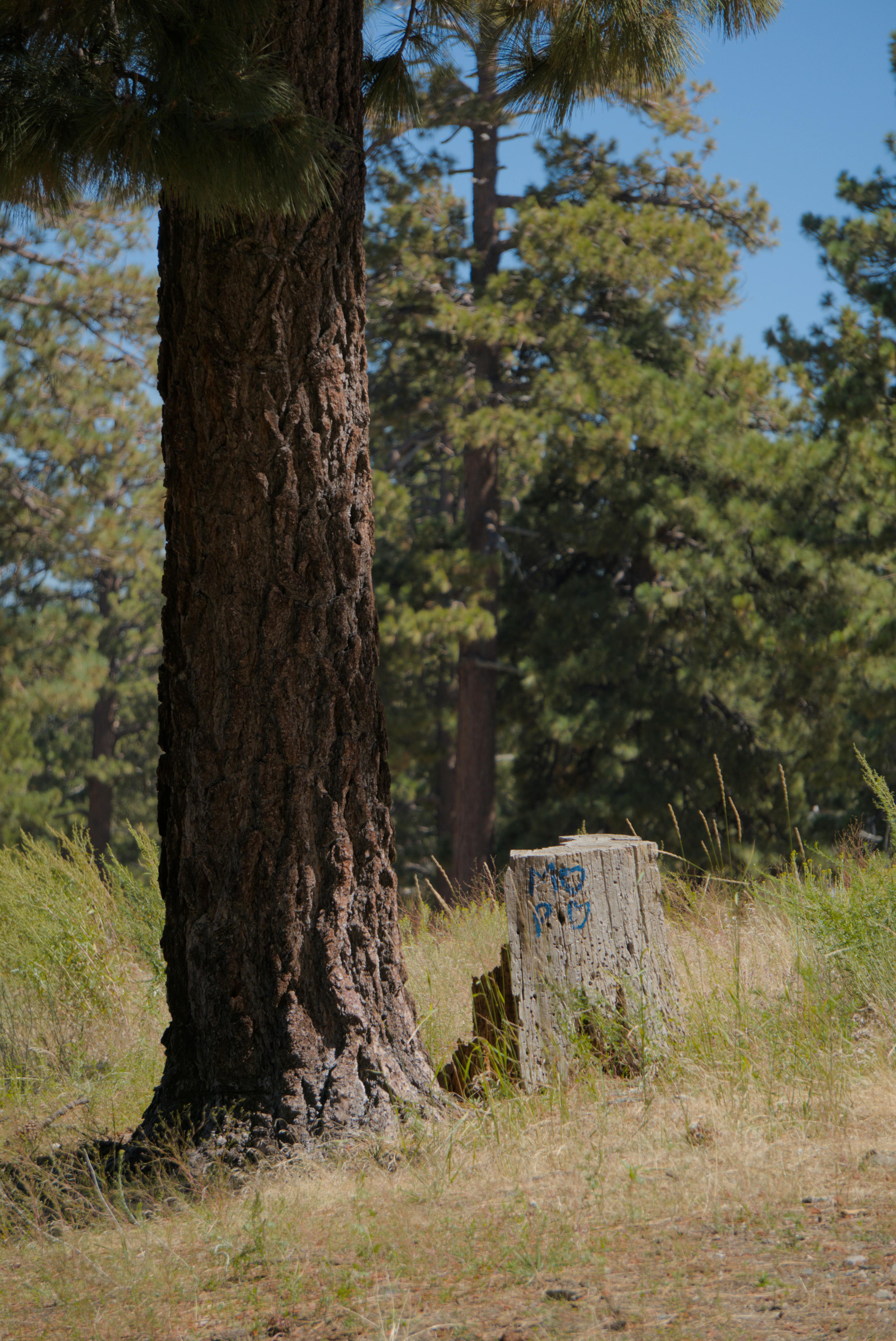 Gratis Immagine gratuita di abbaiare, aghi di pino, albero Foto a disposizione