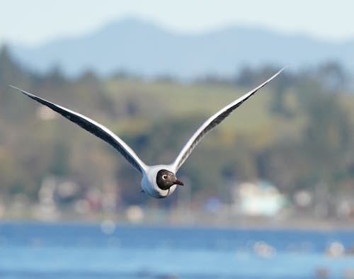 Close-up of a Flying Black-headed Gull