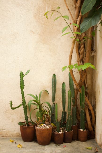 Vertical shot of a cactus arrangement in clay pots against a textured wall.