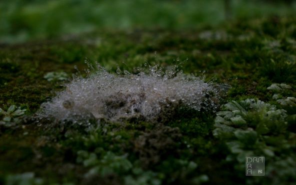Cotton Field Alabama Cotton Production Forecast January 2023