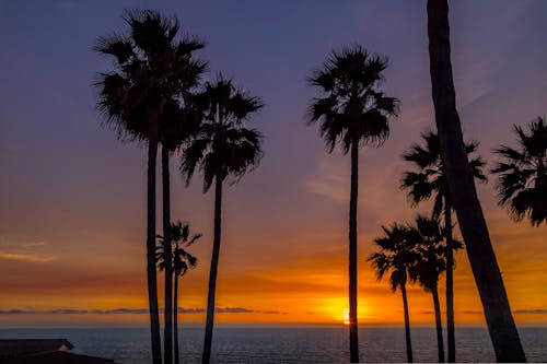 Palm Trees on Sea Shore at Sunset