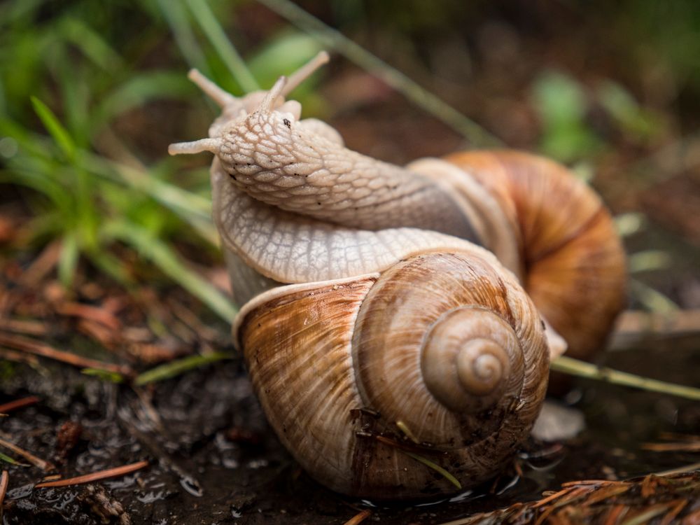 Multiple Snails Close-up of Two Intertwined Snails · Free Stock Photo