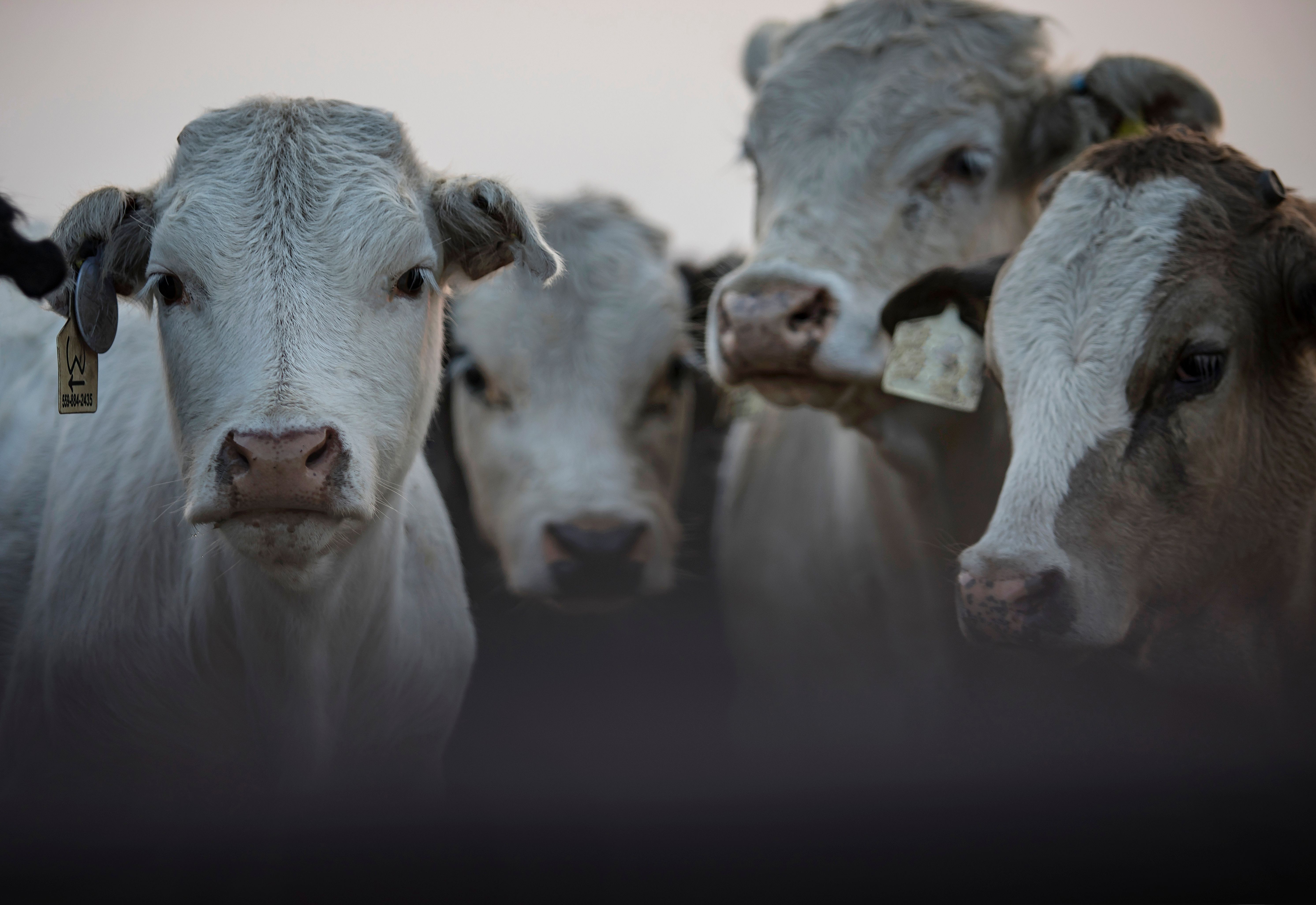 Photo of Brown Cows Getting Milked · Free Stock Photo