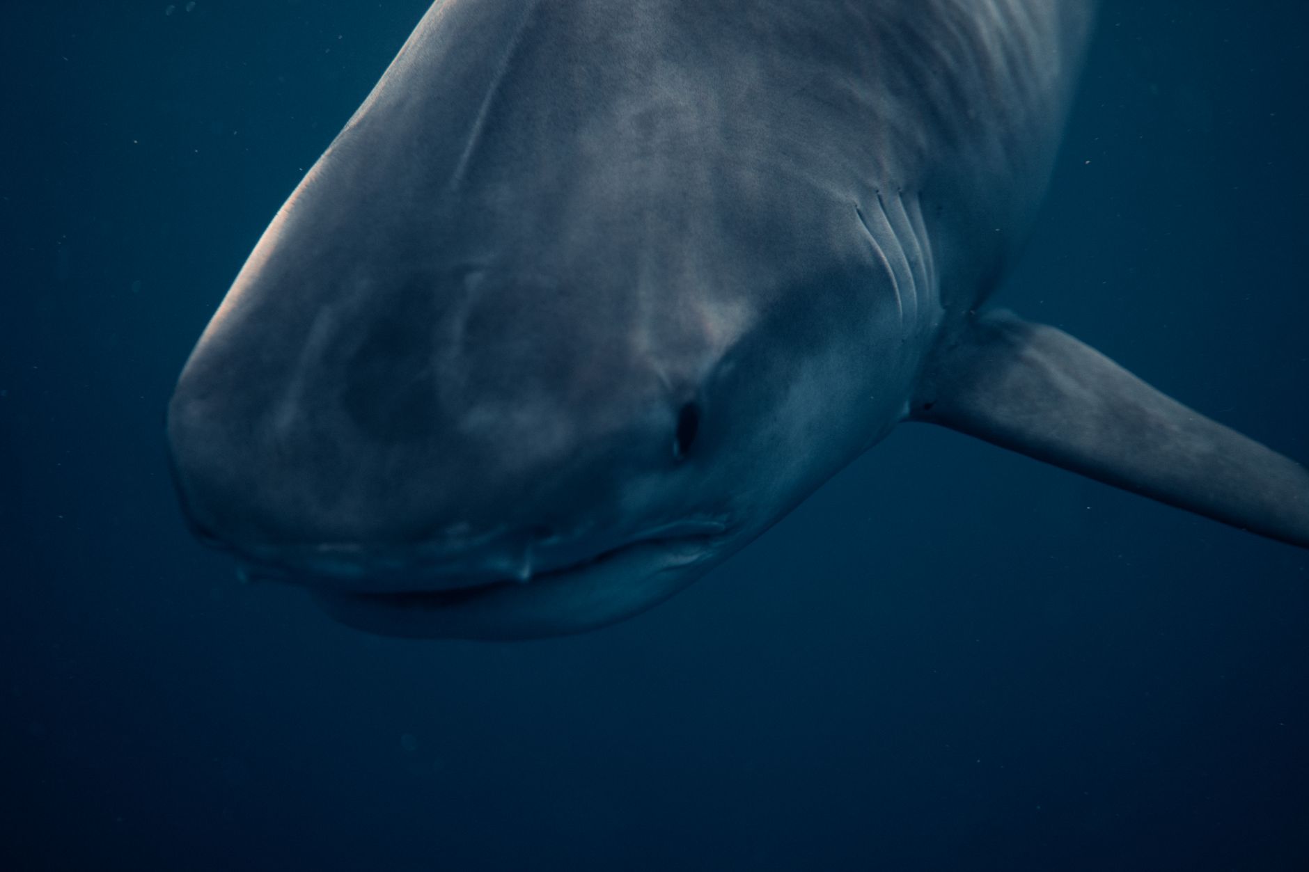 Great White Shark in Mediterranean Sea Captured in Rare Footage