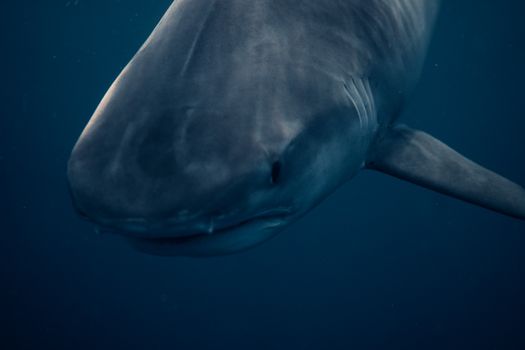 Detailed underwater image of a great white shark in Haleiwa, HI. Captured in vibrant ocean depths.