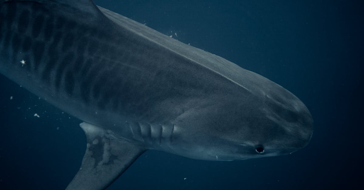 Photo by Daniel Torobekov Majestic tiger shark swimming underwater, showcasing its natural beauty and power.