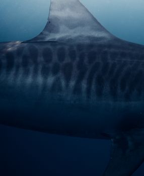 A detailed close-up image of a tiger shark underwater, showcasing its unique markings in the ocean near Haleiwa, Hawaii.