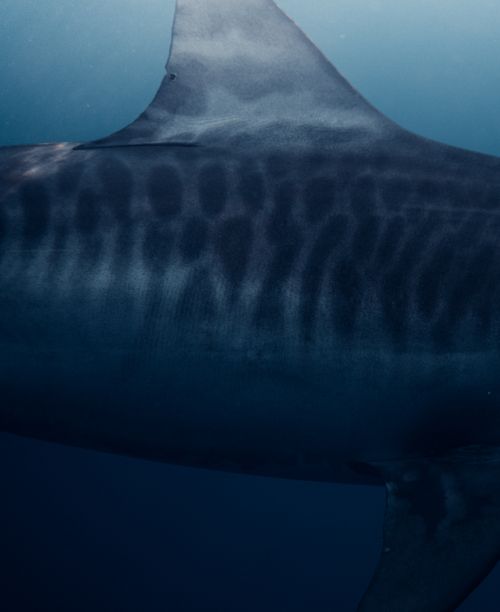 Free A detailed close-up image of a tiger shark underwater, showcasing its unique markings in the ocean near Haleiwa, Hawaii. Stock Photo
