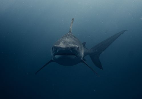 Stunning underwater photograph of a shark swimming in Haleiwa, Hawaii.