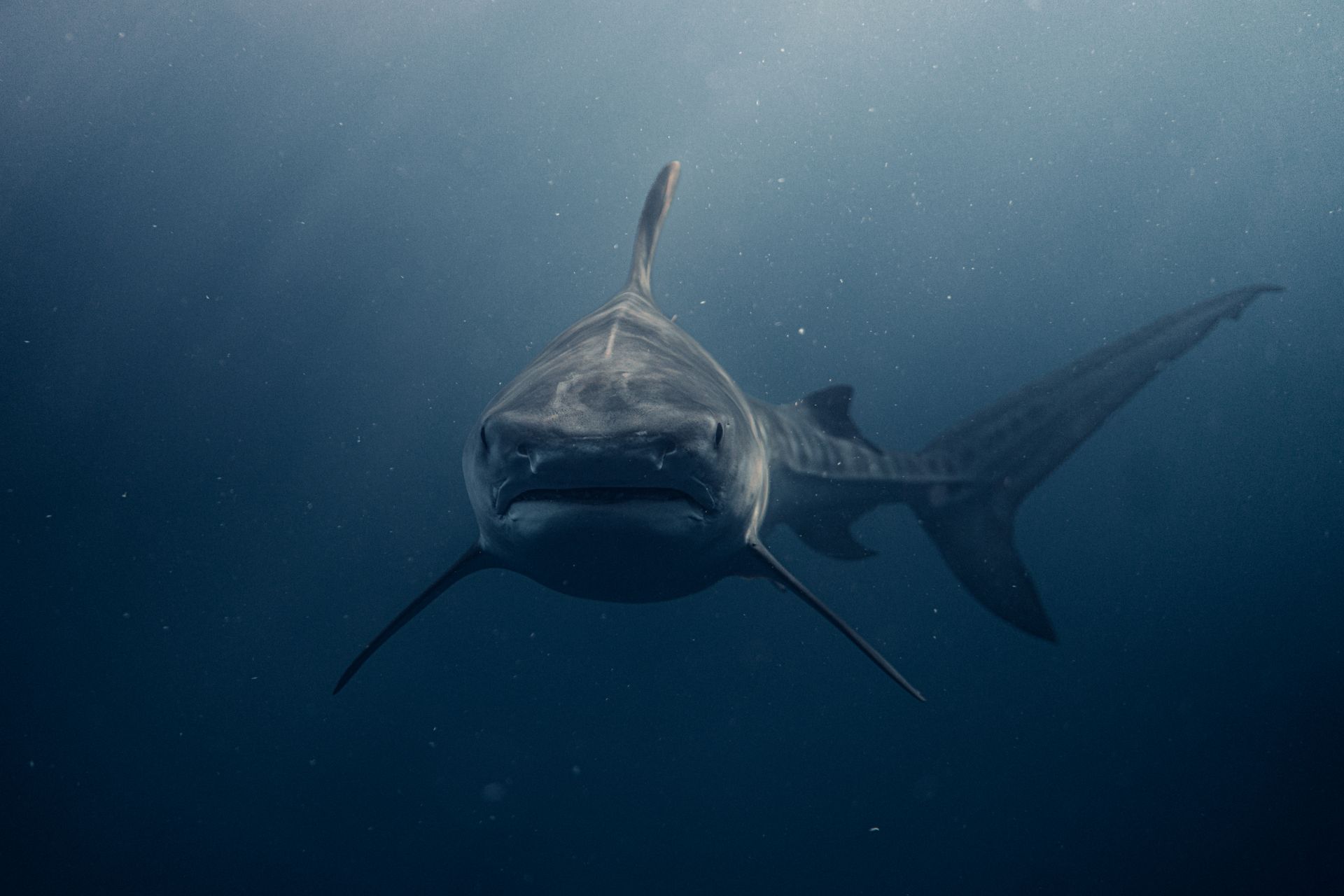 Close-up of a Shark Swimming in the Ocean
