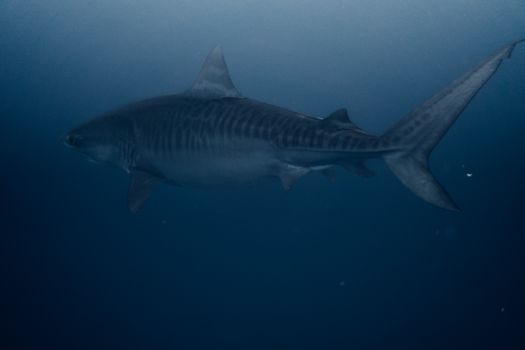A close-up of a tiger shark swimming in the deep blue ocean near Haleiwa, Hawaii.
