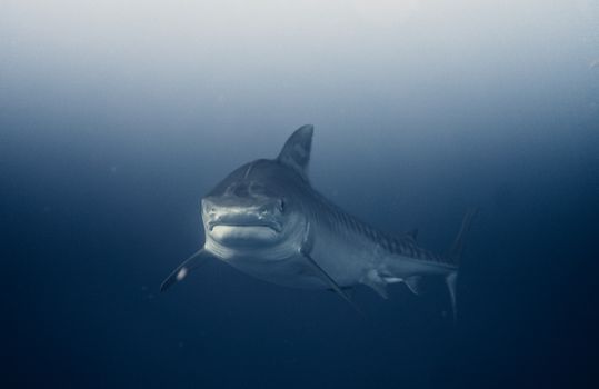 Great Blue Hole diving day — Belize