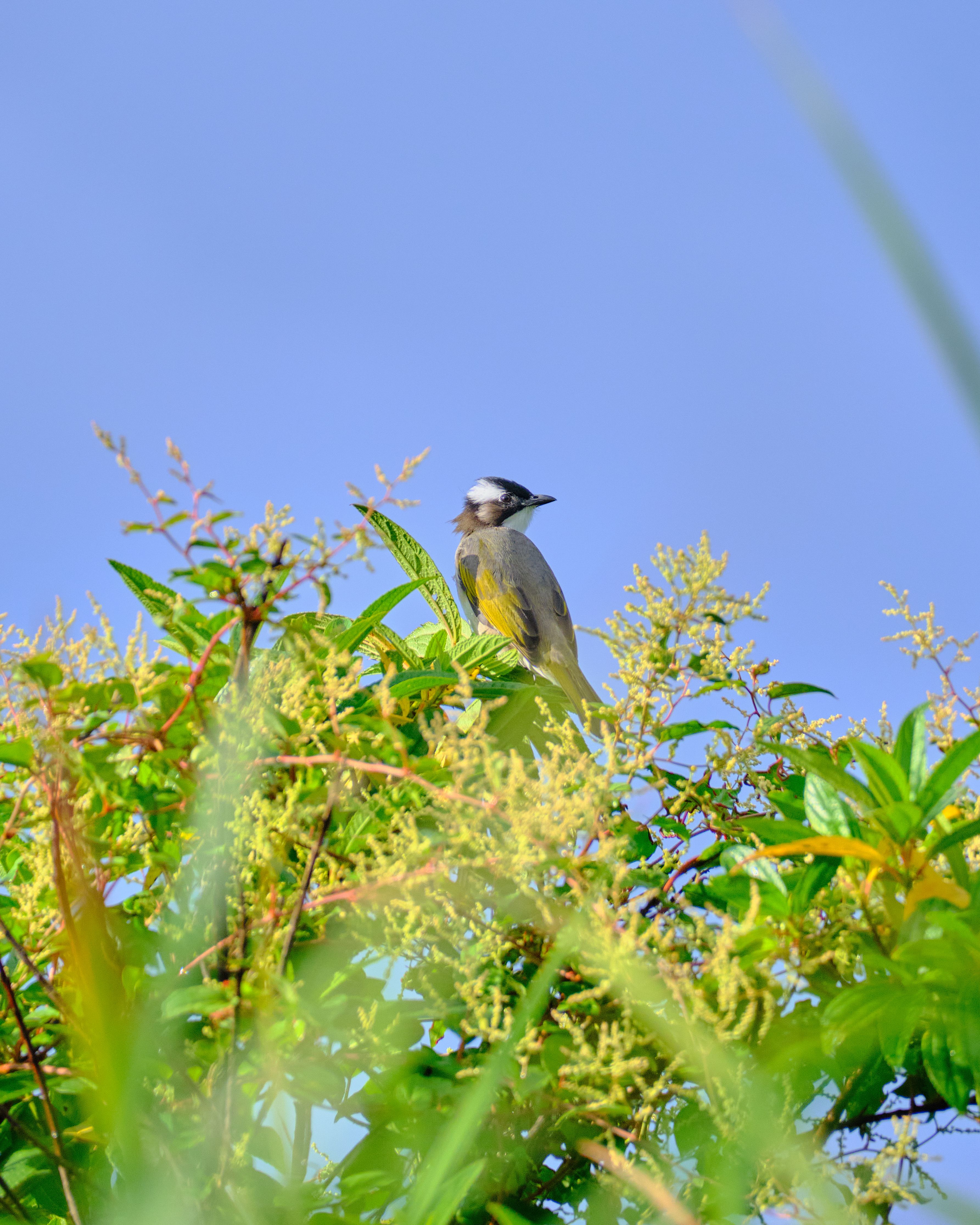 A vibrant scene capturing a bird perched on lush greenery against a clear blue sky, evoking a sense of summer and wild nature.