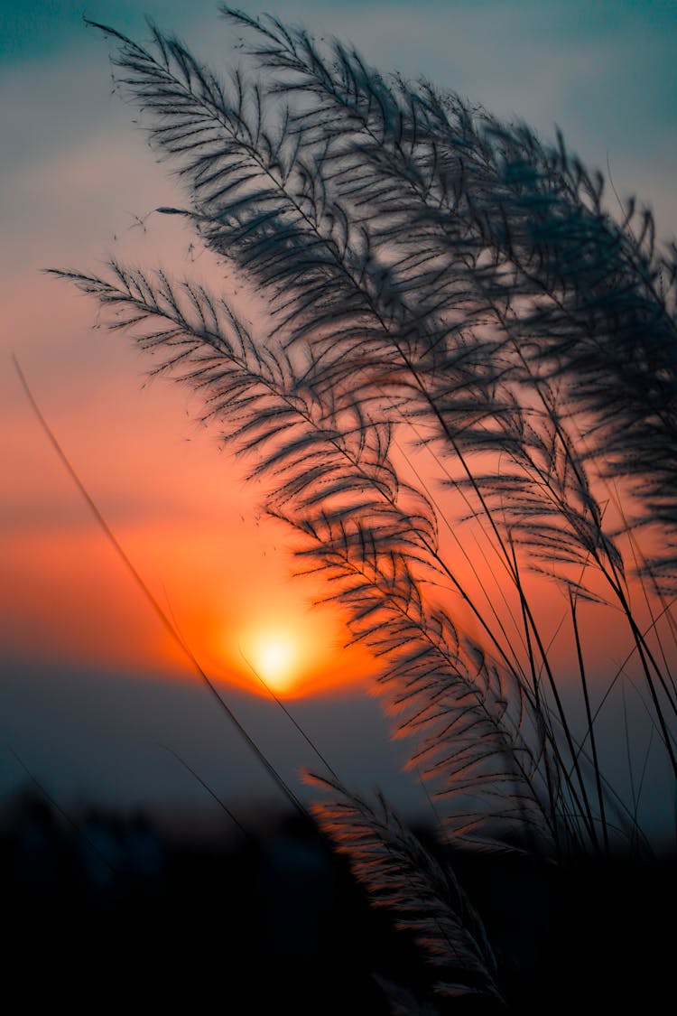 Sugarcane Spikes At Dawn