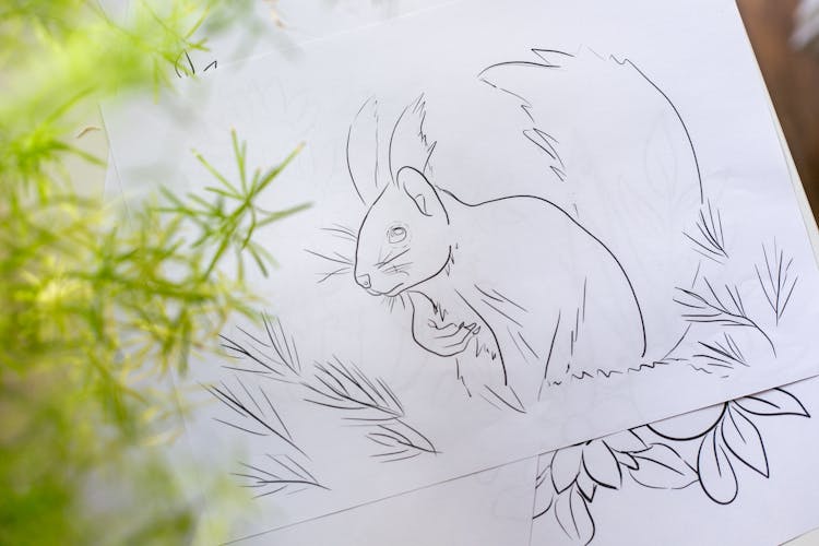 Drawing Of A Squirrel 