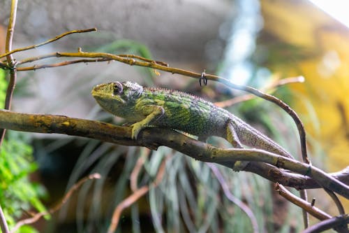 Foto profissional grátis de animal de estimação, camaleão, exótico