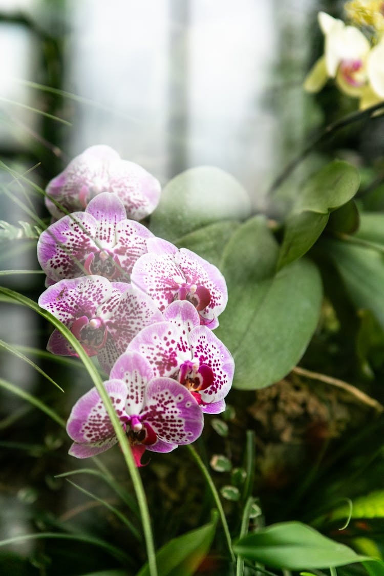 Close-up Of Purple Orchids 