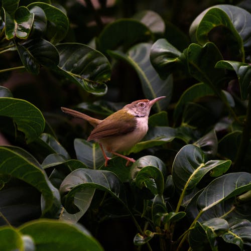 Ingyenes stockfotó fényképek a vadvilágról, madarak témában