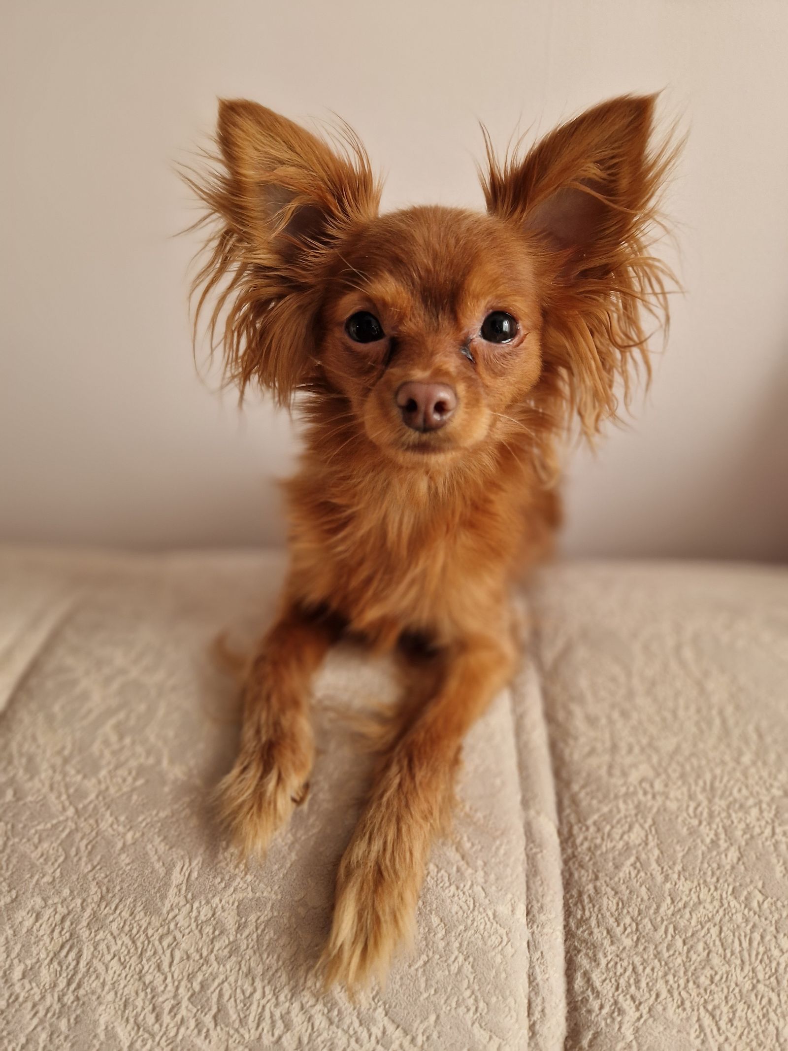 Russian Toy Terrier with fluffy ears, photo on Pexels