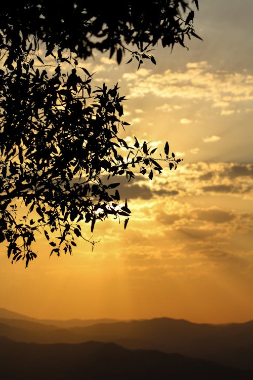 Immagine gratuita di albero, cielo giallo, foglie