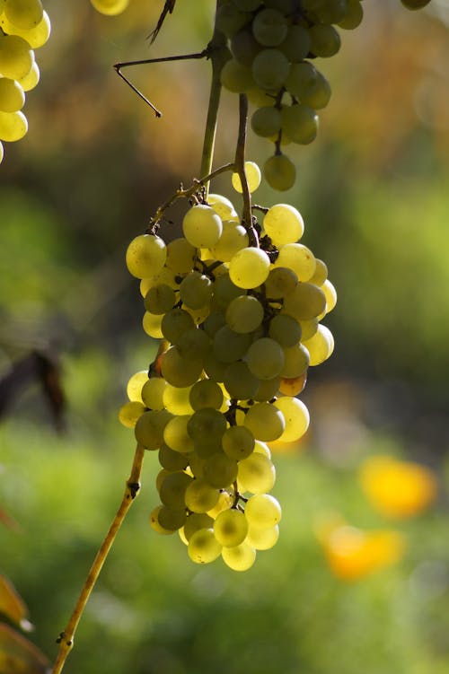 Closeup of White Grapes in a Vineyard