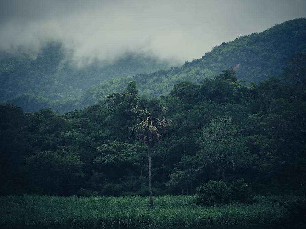 Palms in a Mountain Valley · Free Stock Photo
