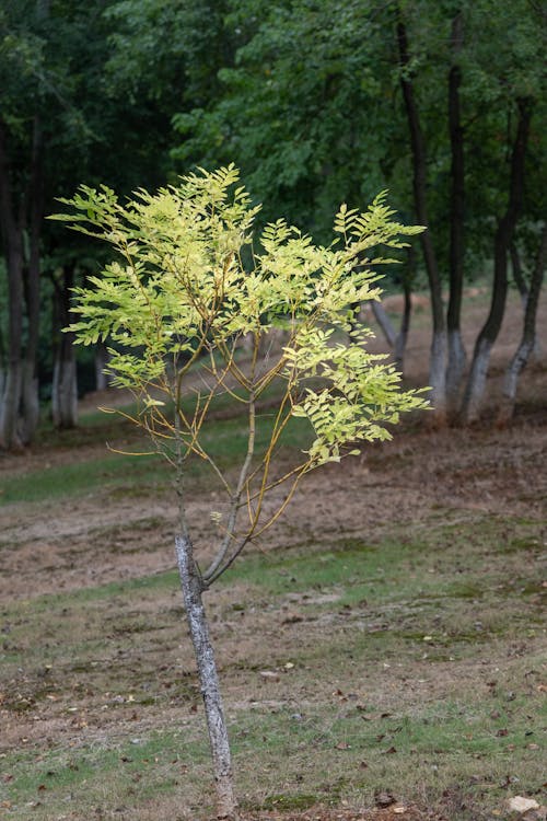 Kostenloses Stock Foto zu abfallend, baumholz, herbstliche blätter