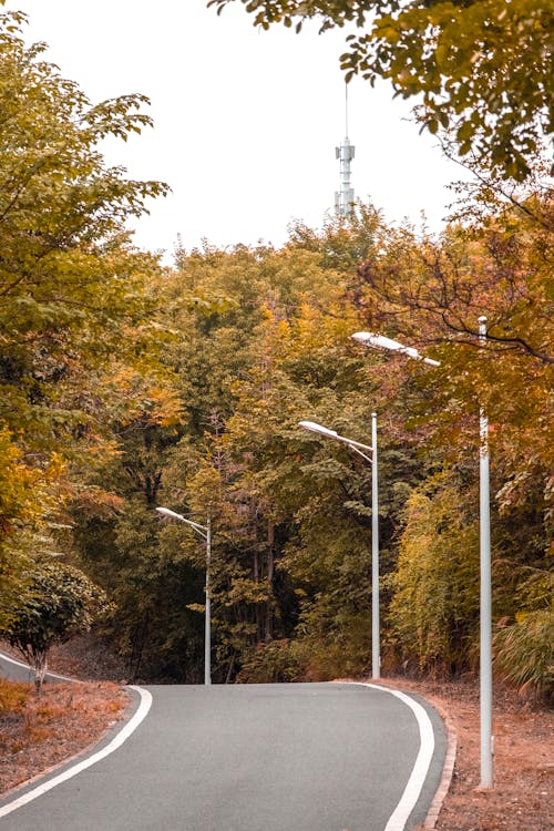 Narrow Asphalt Road among Trees in Autumn