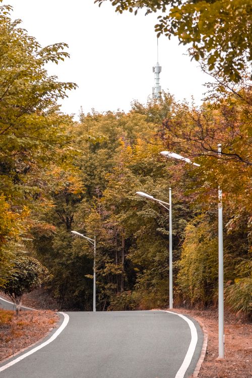 Free A peaceful narrow road lined with streetlights and vibrant autumn trees creating a serene atmosphere. Stock Photo