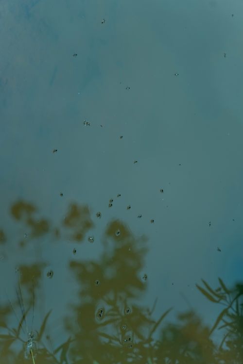 Free 水面的飞蚊 Stock Photo