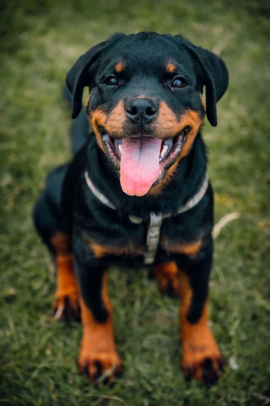 Kira, a Rottweiler puppy around 12 weeks old – female, comparison photo