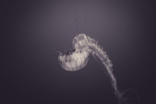 Jellyfish in Black and White View