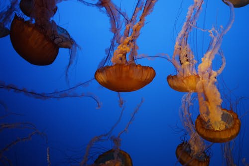 Jellyfish in Sea