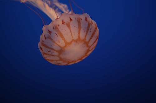 Jellyfish Swimming in Sea