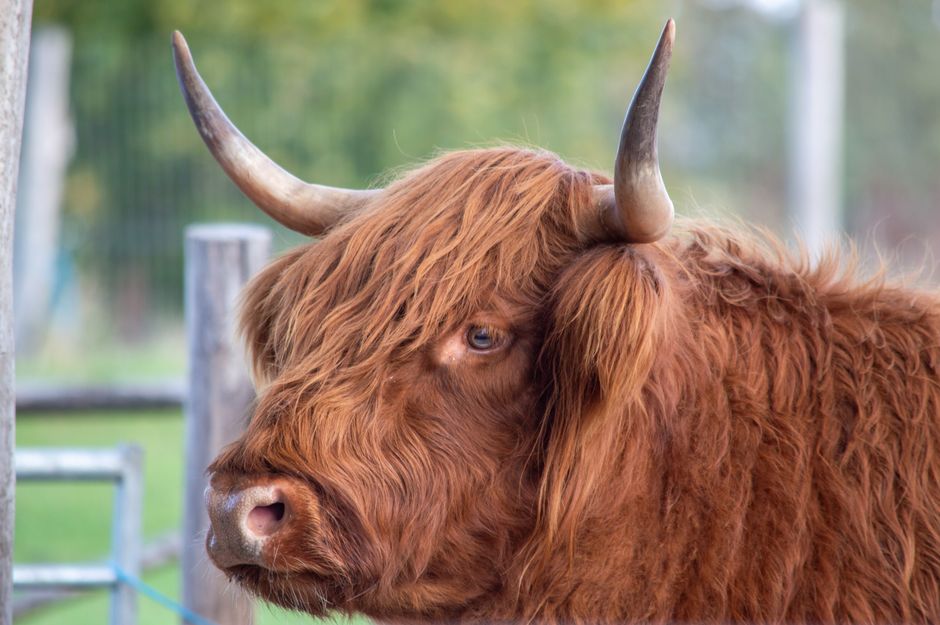 Highland cow portrait showcasing its distinctive horns and shaggy coat in London.