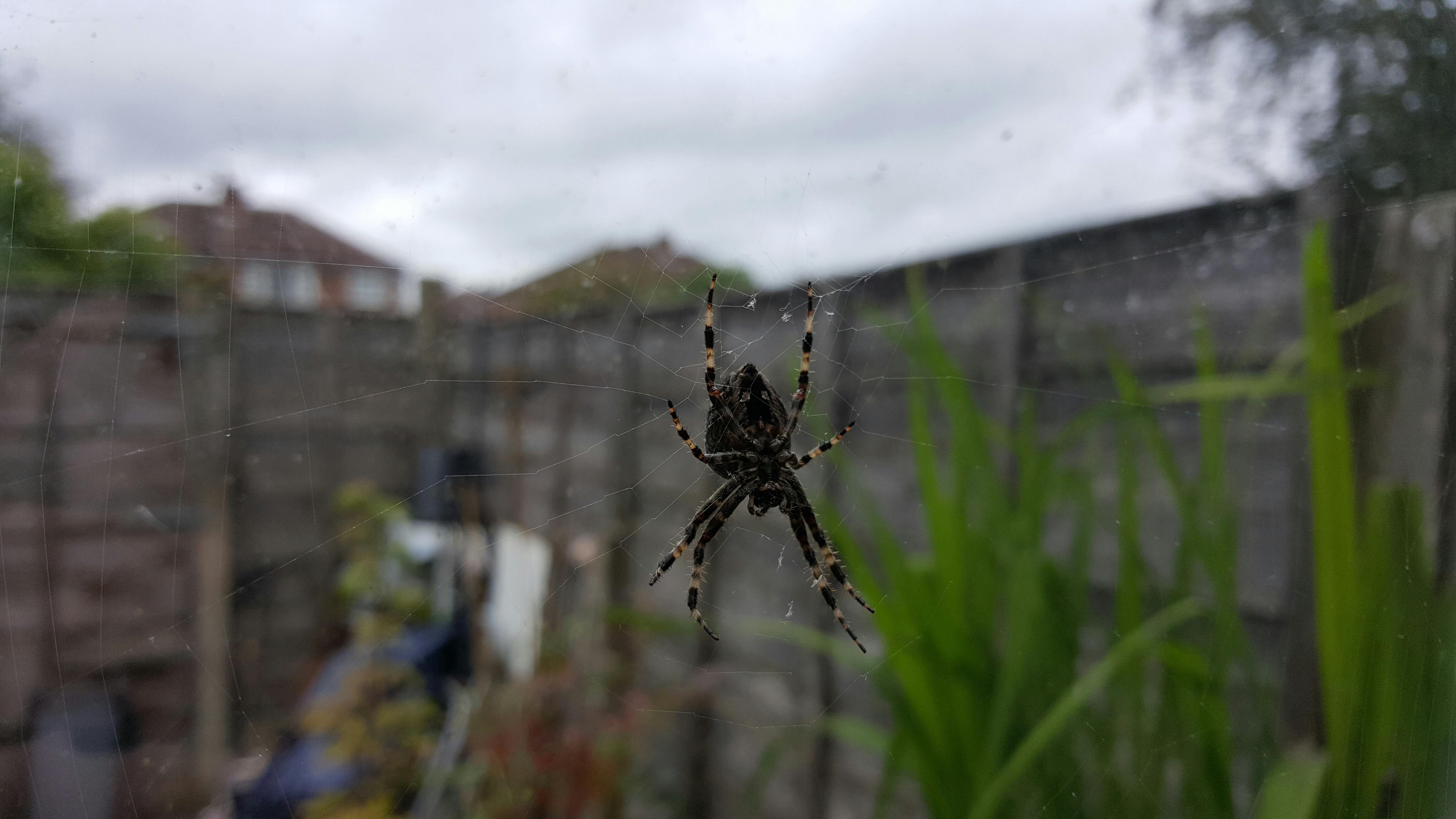 Free stock photo of araneus diadematus, garden spider, spider