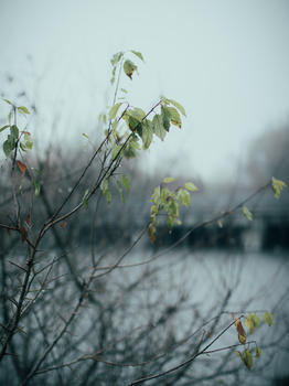 muted grey willow leaves