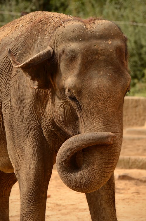 動物攝影, 垂直拍攝, 大象 的 免費圖庫相片