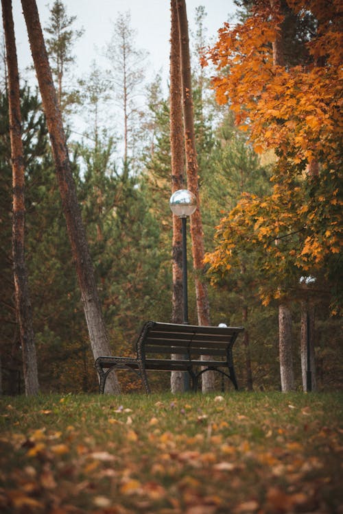 Colorful Trees around Bench in Park in Autumn