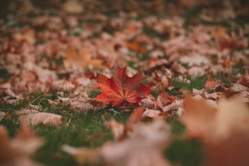 Red Maple Leaf on Ground in Autumn