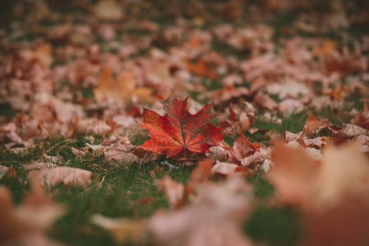 A striking red maple leaf lies on green grass amidst a bed of fallen leaves, epitomizing autumn.. striking, maple, leaf