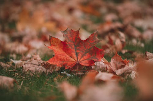 Red Maple Leaf on Ground in Autumn