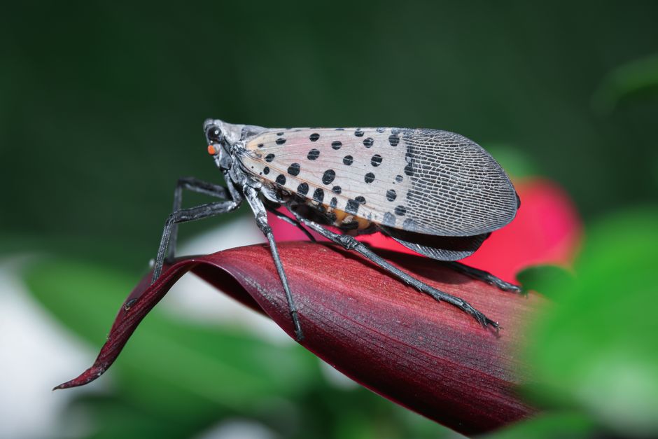 Spotted Lanternflies: How to destroy them without losing your mind — guide cover photo