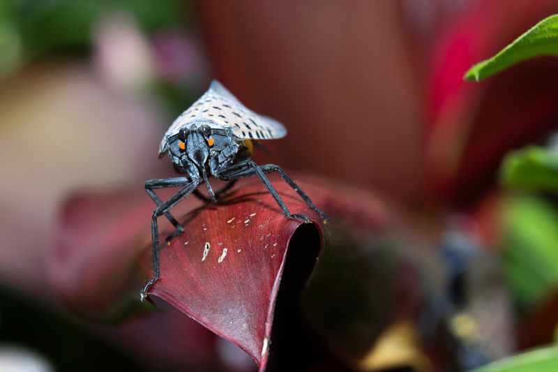 Spotted Lanternfly Control: How to Protect Your Yard