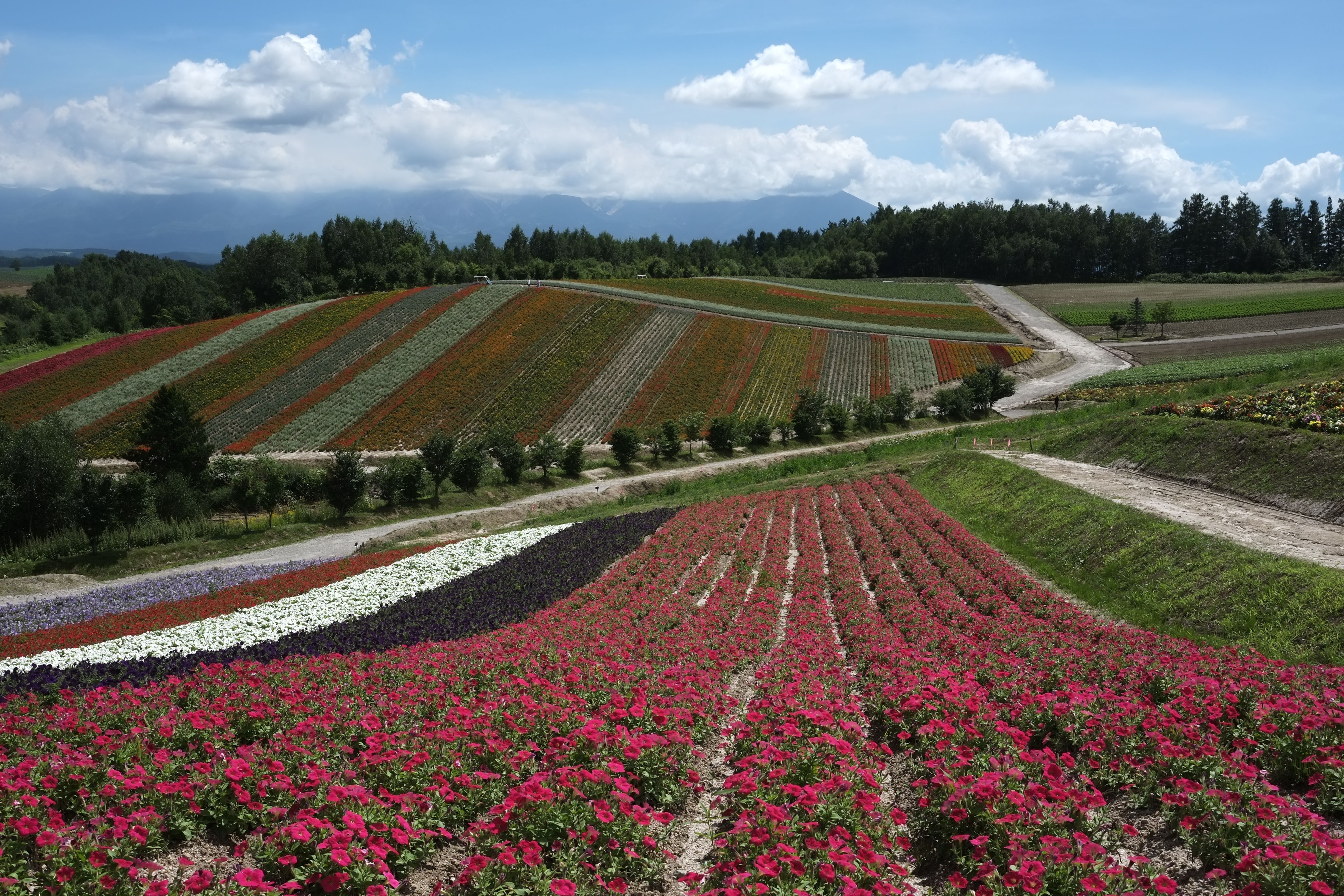 A field of flowers with a road in the background · Free Stock Photo