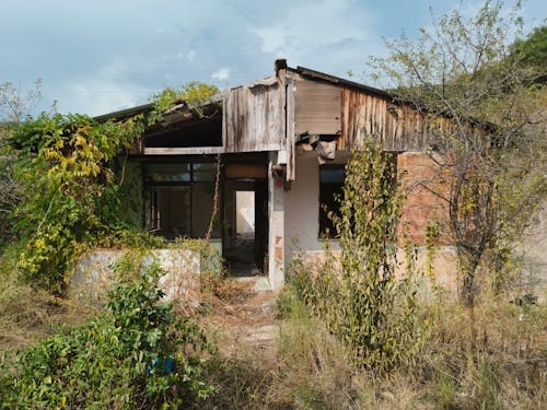 Foto profissional grátis de abandonado, arrasado, árvores