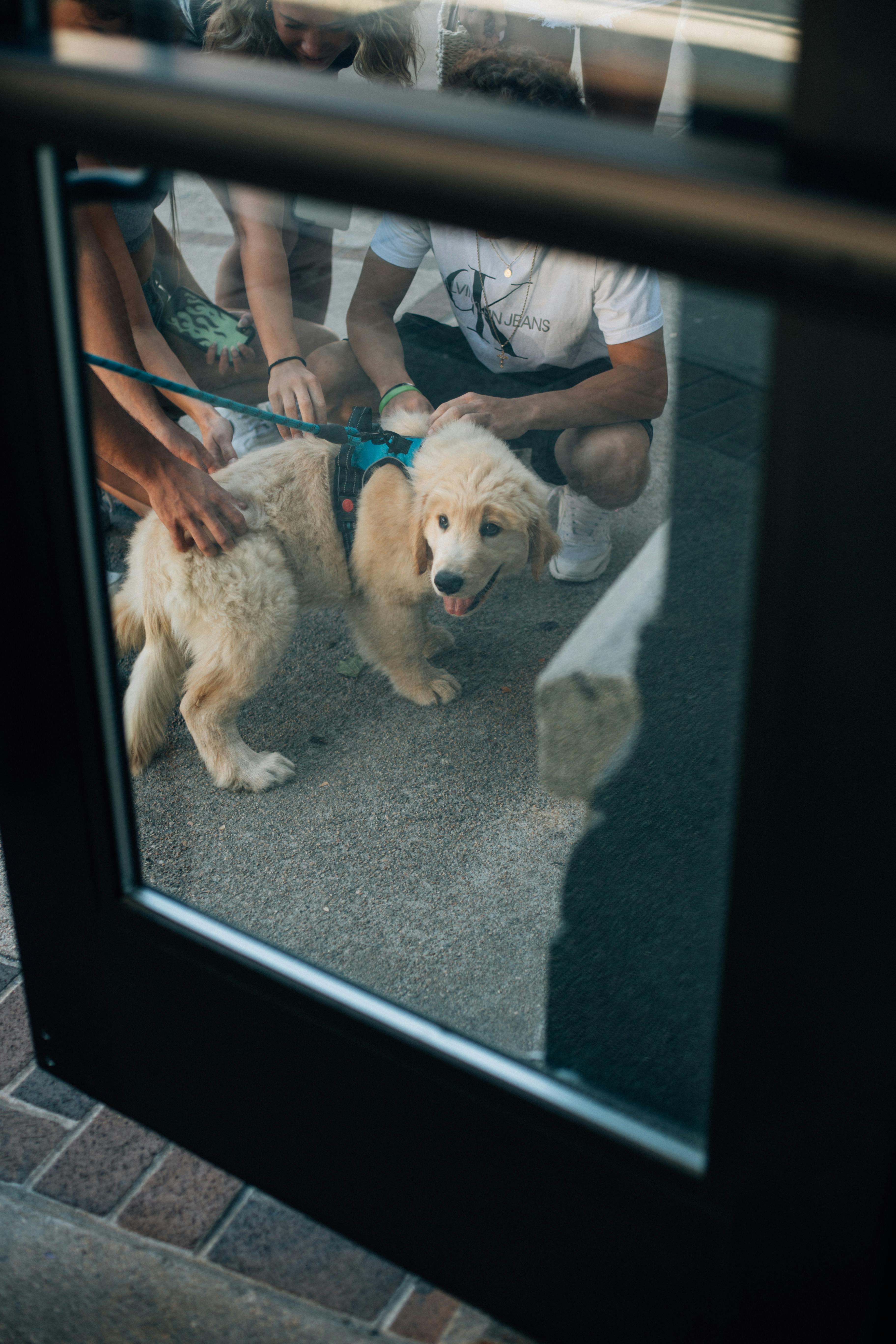 Why Stephanie Watson's Dog Is a Must-Follow on Social Media: 7 Adorable Moments