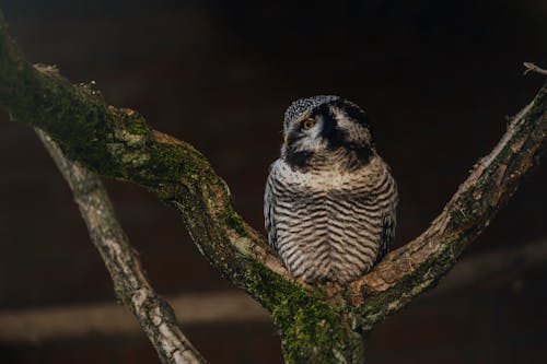 Northern Hawk Owl