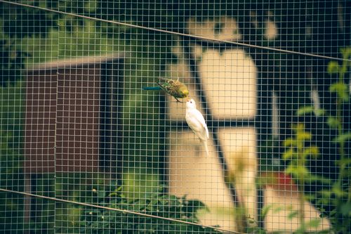 Free Beautiful parrots perched within a zoo enclosure, showcasing vibrant plumage. Stock Photo
